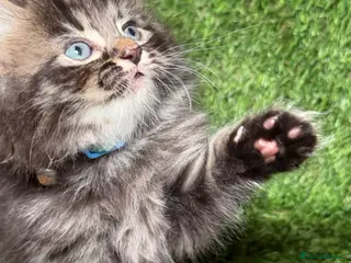 LaPerm cats 😍LaPerm puffs ready to Reserve😍 - Advert 13