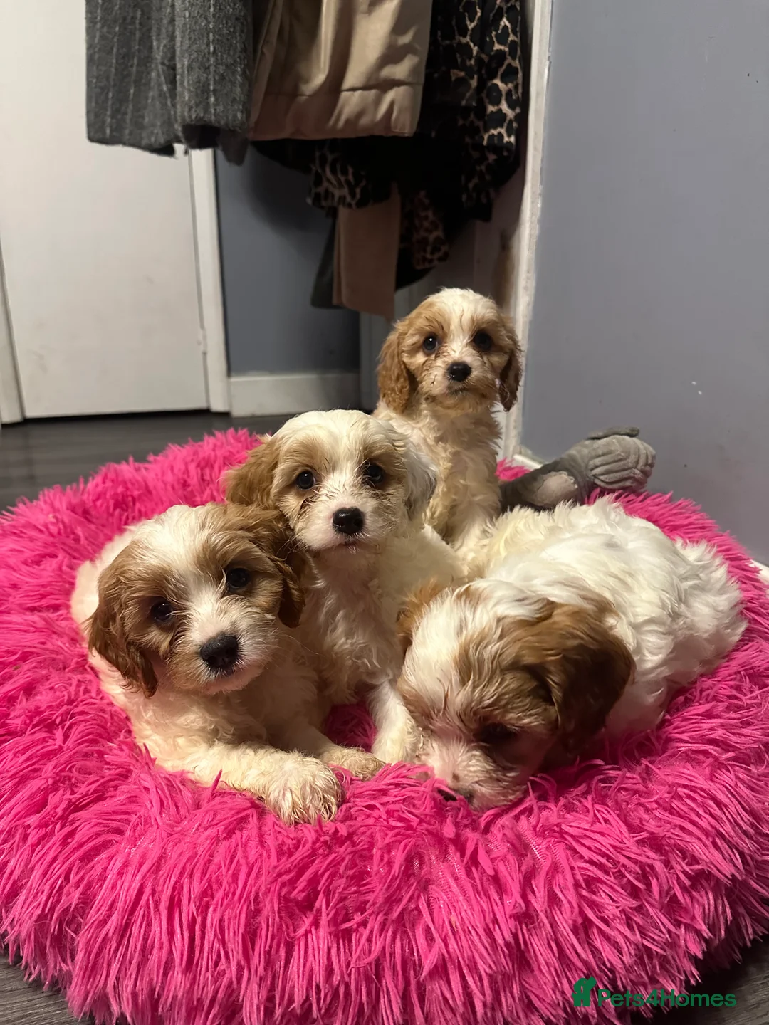 Cockapoo dogs for sale: Fully vaccinated cockapoos DNA health tested - Advert 5
