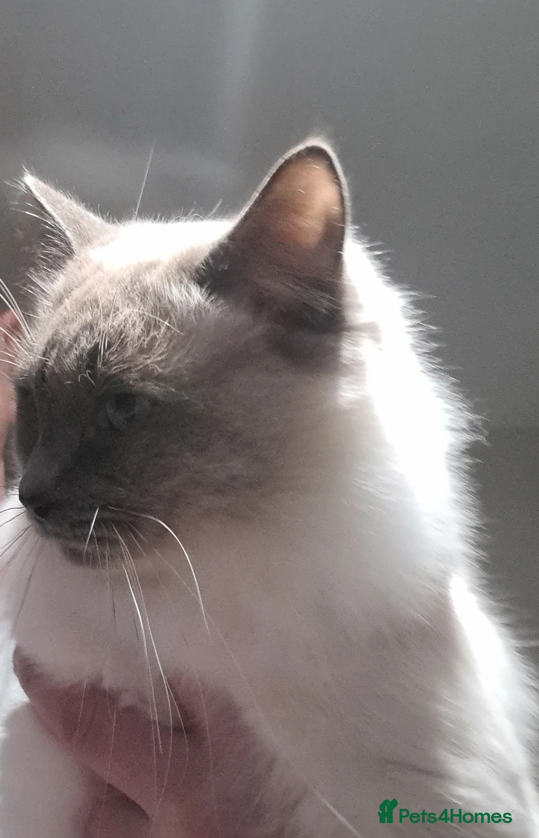 Ragdoll cats for stud: PROVEN STUD (bluepoint) in Brighouse - Advert 2