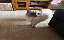 Ragdoll cats for sale: Male ragdoll   - Advert 2