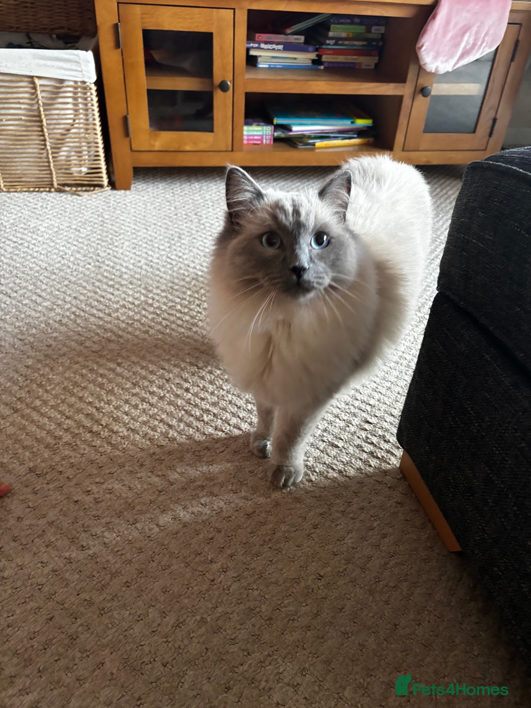 Ragdoll cats for sale: Male ragdoll   - Advert 2