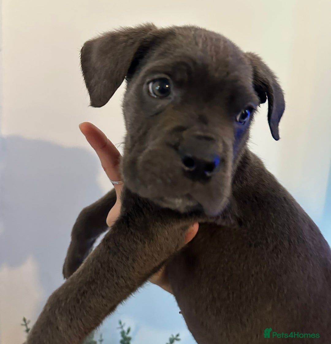 Cane Corso dogs for sale: 5 Towns Cane Corso pups,   - Image 12