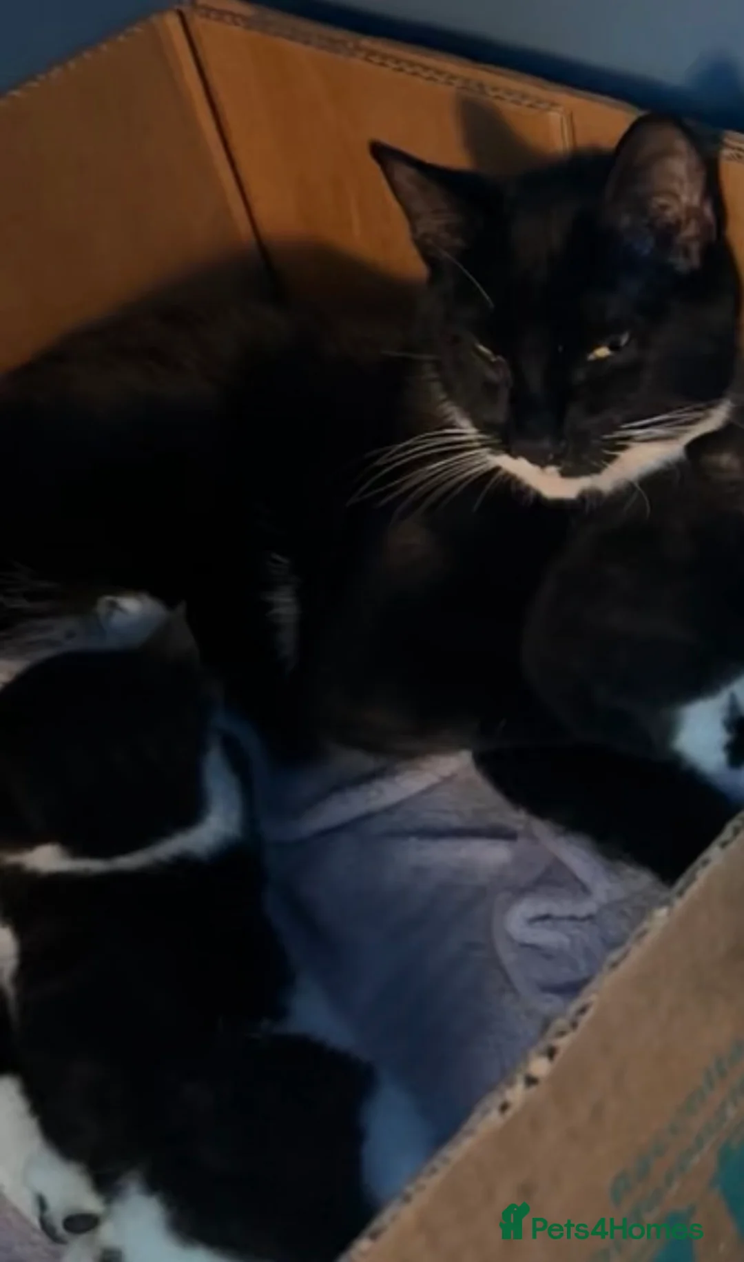 Domestic Shorthair cats for sale: Joyful male kittens  in Cradley Heath - Advert 4