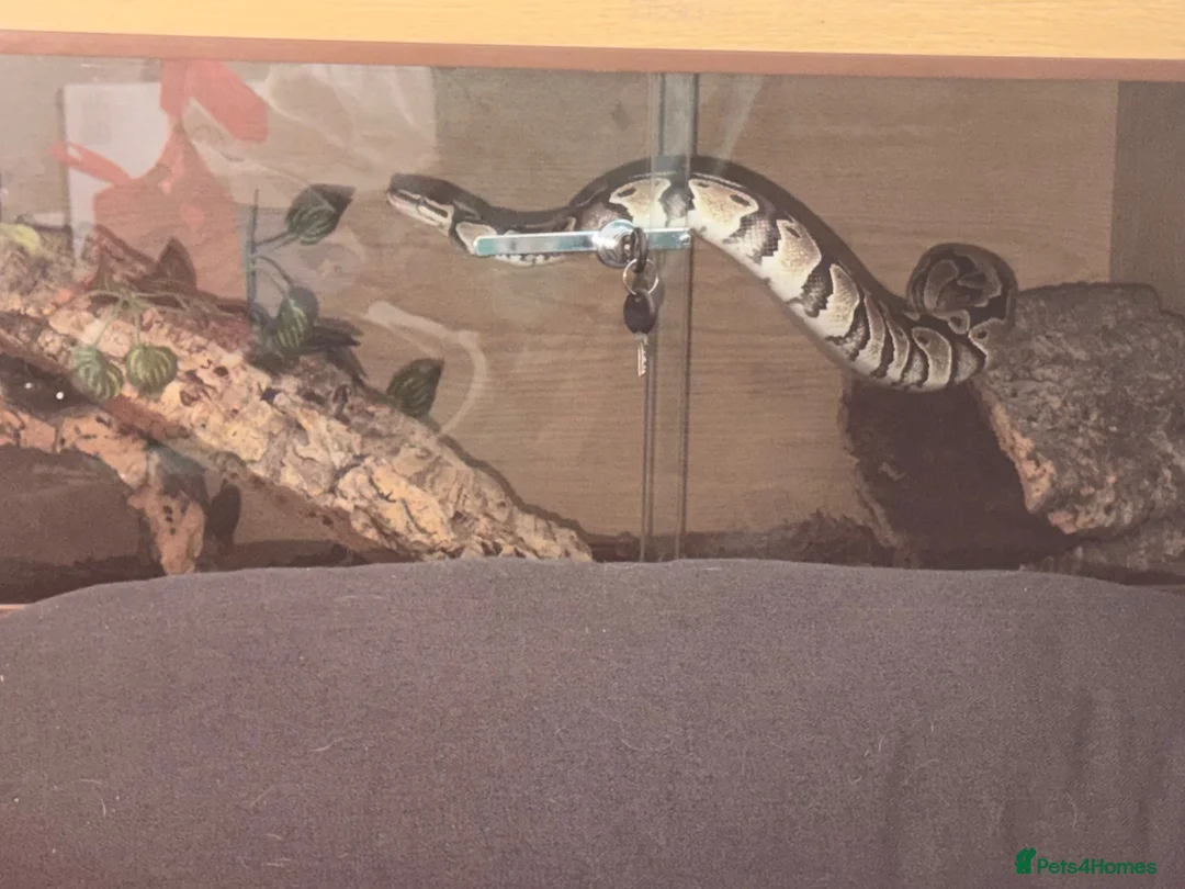 Python Snake reptiles for sale: Male clown double het pied royal python  in Blackpool - Advert 2