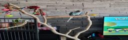 Ringnecks birds for sale: Female Indian ringneck in Oldbury - Advert 2