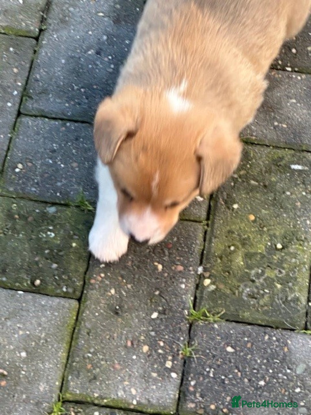 Welsh Corgi Pembroke dogs for sale: Eric the Lucky is looking for his new home 🏡 - Advert 8
