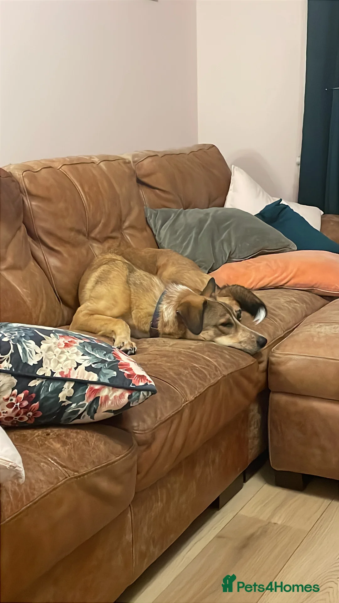 Mixed Breed dogs for sale: Beautiful mixed breed boy - Marley (rehome) - Advert 11