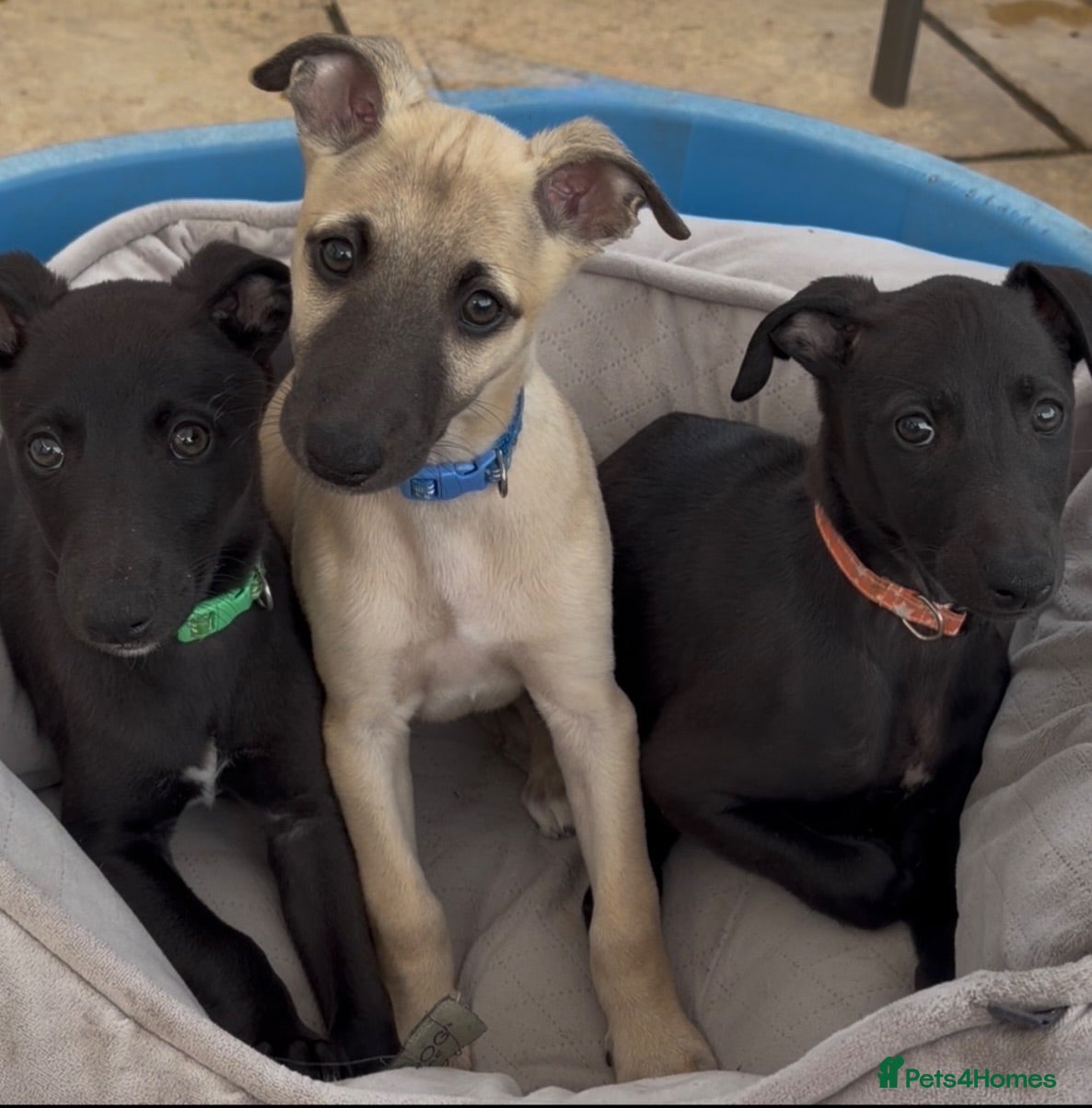 Whippet dogs Stunning KC whippet puppies  - Advert 13
