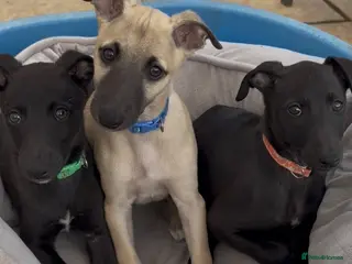Whippet dogs Stunning KC whippet puppies - Advert 13
