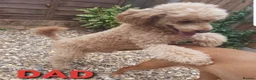 Labradoodle dogs for sale: Labradoodle Fox Red❤️❤️❤️ - Advert 14