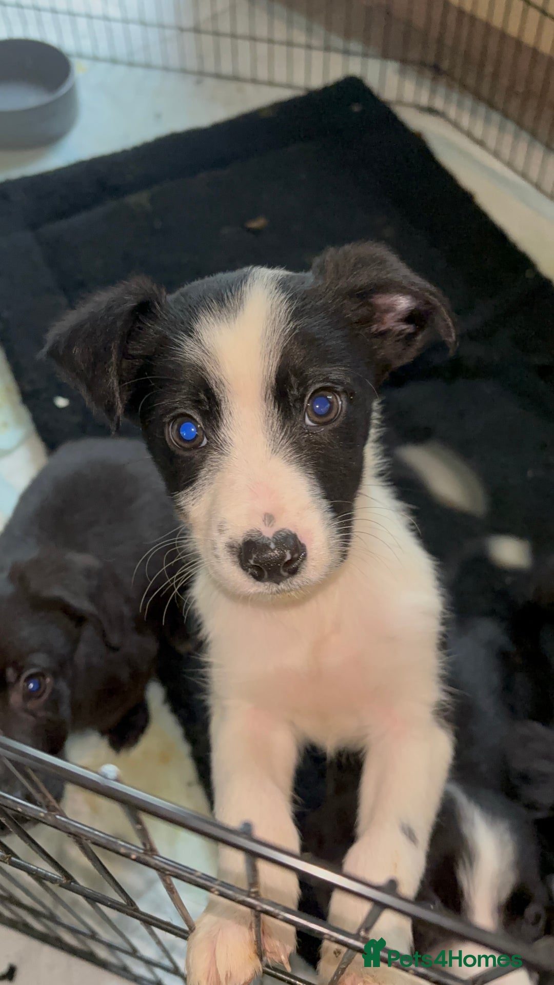 Mixed Breed dogs for sale: Cocker x Collie puppies  - Advert 3