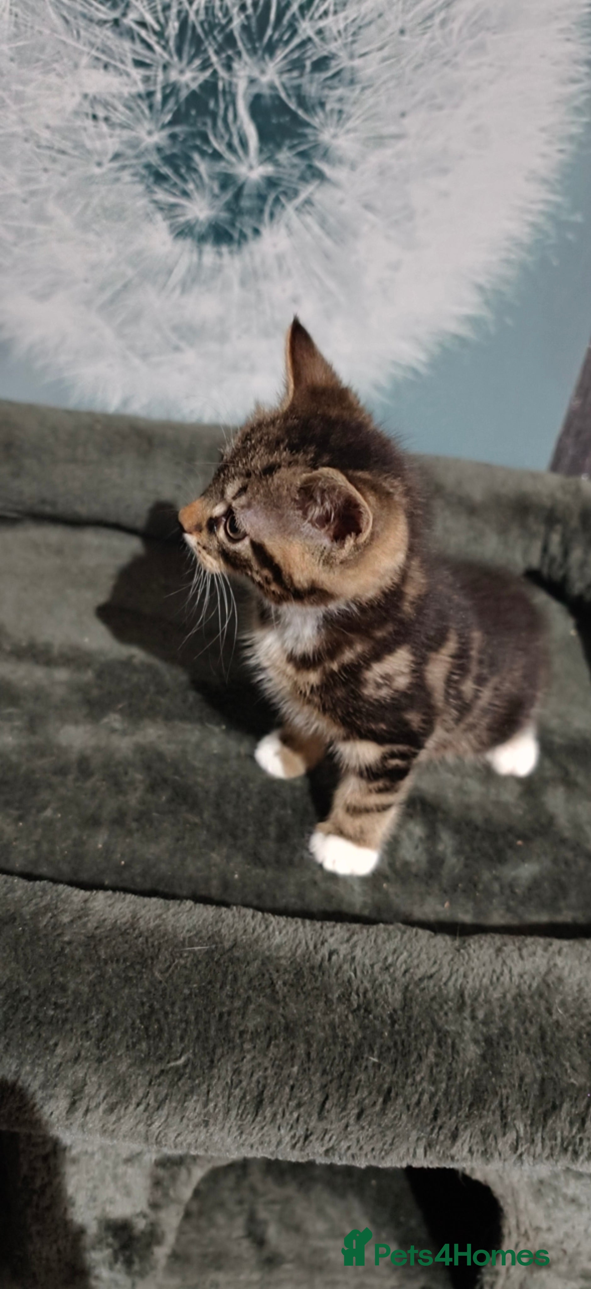 Mixed Breed cats 2 beautiful tabby kittens £80 each  - Advert 2