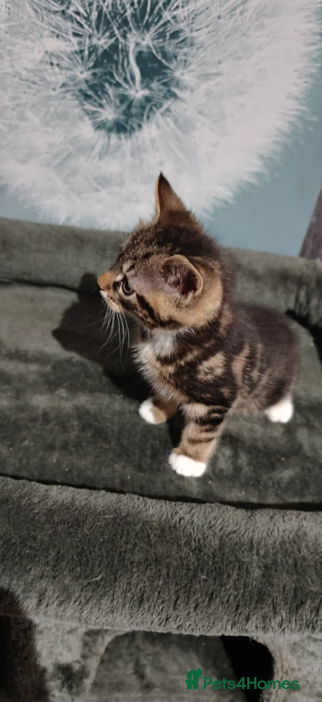 Mixed Breed cats for sale: 2 beautiful tabby kittens £80 each  - Advert 1