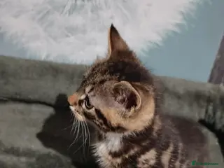 Mixed Breed cats 2 beautiful tabby kittens £80 each - Advert 2