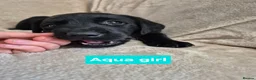 Labrador Retriever dogs for sale: Beautiful Black Labrador Puppies - Advert 14