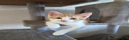British Shorthair cats for sale: Kitten  - Advert 6