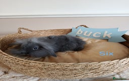 Mini Lop rabbits for sale: Fantastic mini lop babies forsale  - Image 18