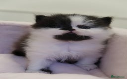 British Shorthair cats for sale: BSH/BLH Females TICA Reg  - Image 18