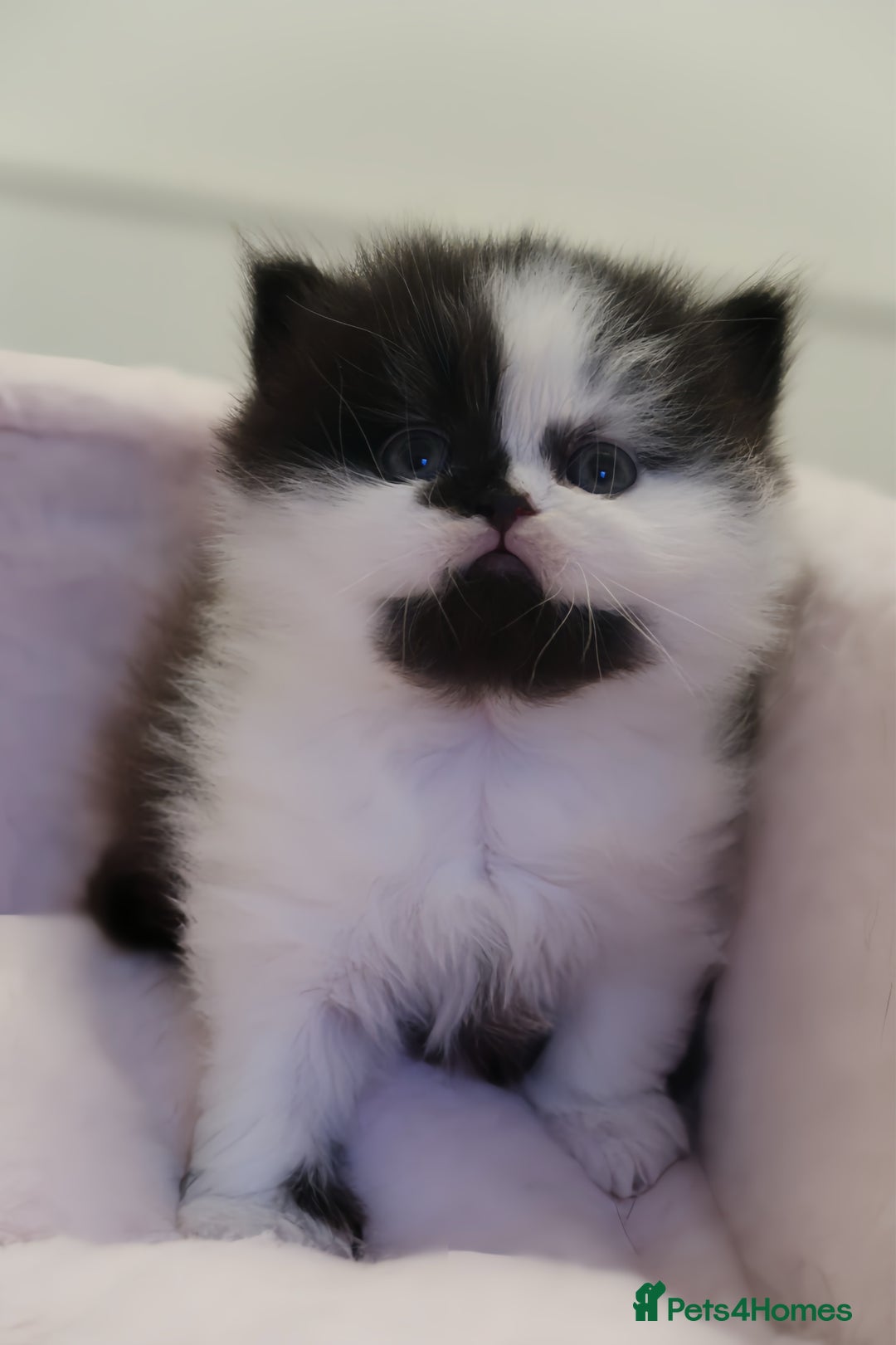 British Shorthair cats for sale: BSH/BLH Females TICA Reg  - Image 18