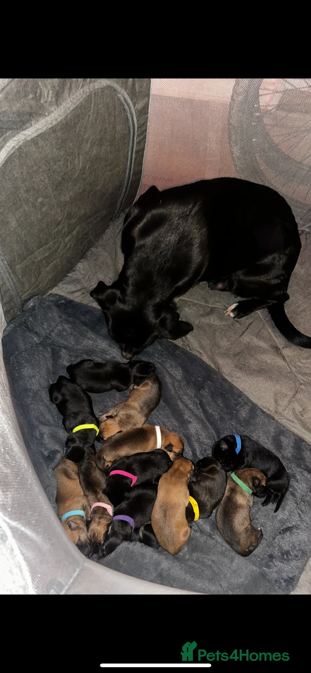 Mixed Breed dogs for sale: 11 healthy puppy’s - Advert 2