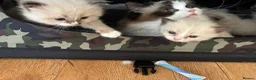 Ragdoll cats for sale: Registered pedigree cherubim Ragdolls - Advert 6