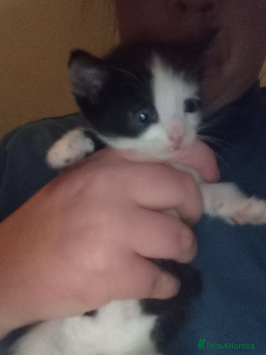 Mixed Breed rabbits for sale: 4 kittens ready now  - Advert 3