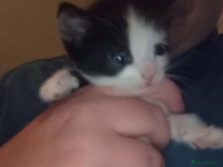 Mixed Breed rabbits 4 kittens ready now - Advert 3