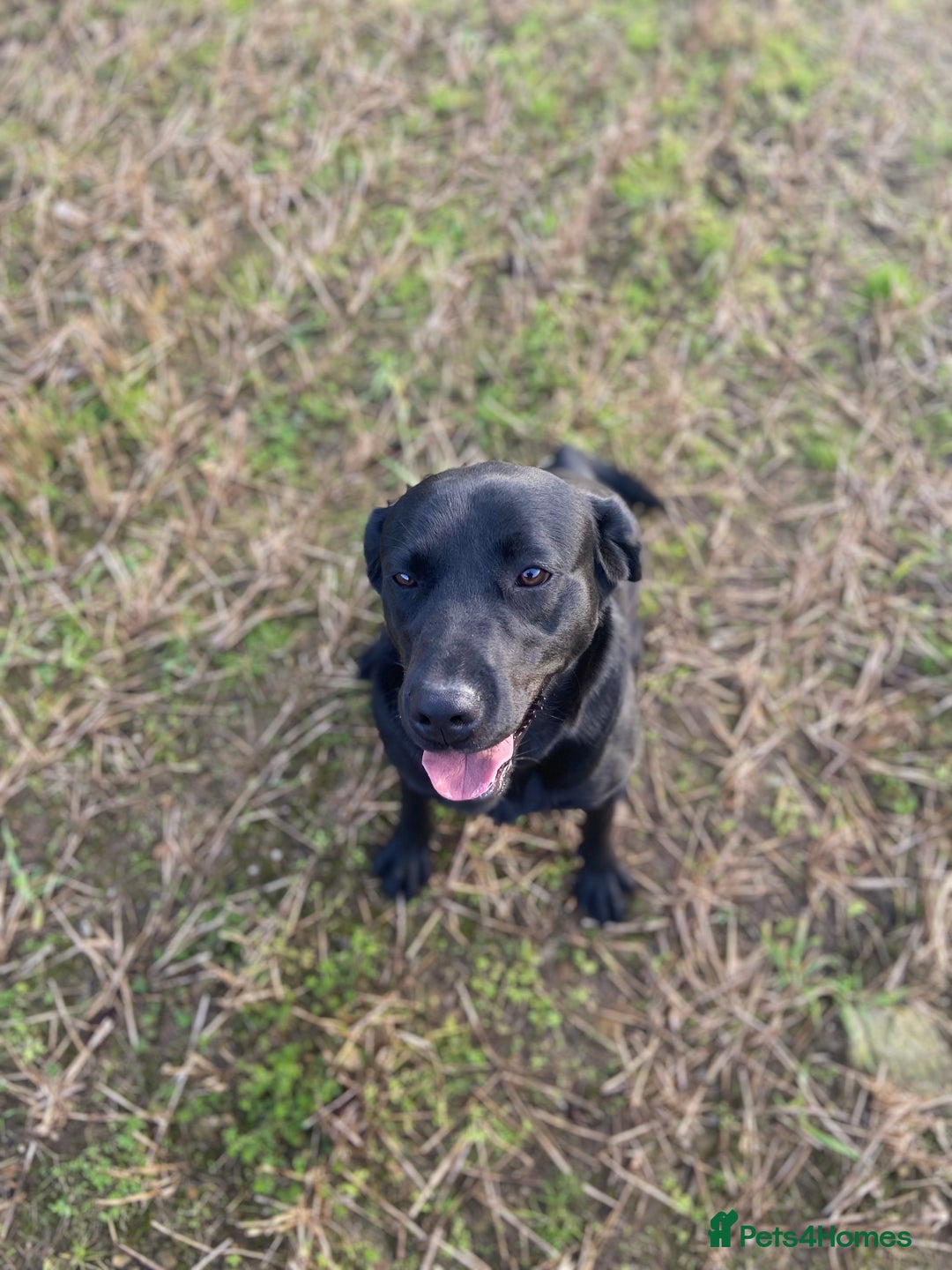 Labrador Retriever dogs for stud: KC Registered Black Lab For Stud in Scarborough - Advert 6
