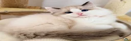 Ragdoll cats for sale: Show quality Ragdoll kittens from champion lines - Advert 37