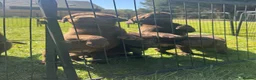 Labrador Retriever dogs for sale: KC chocolate Labrador puppies for sale - Advert 5