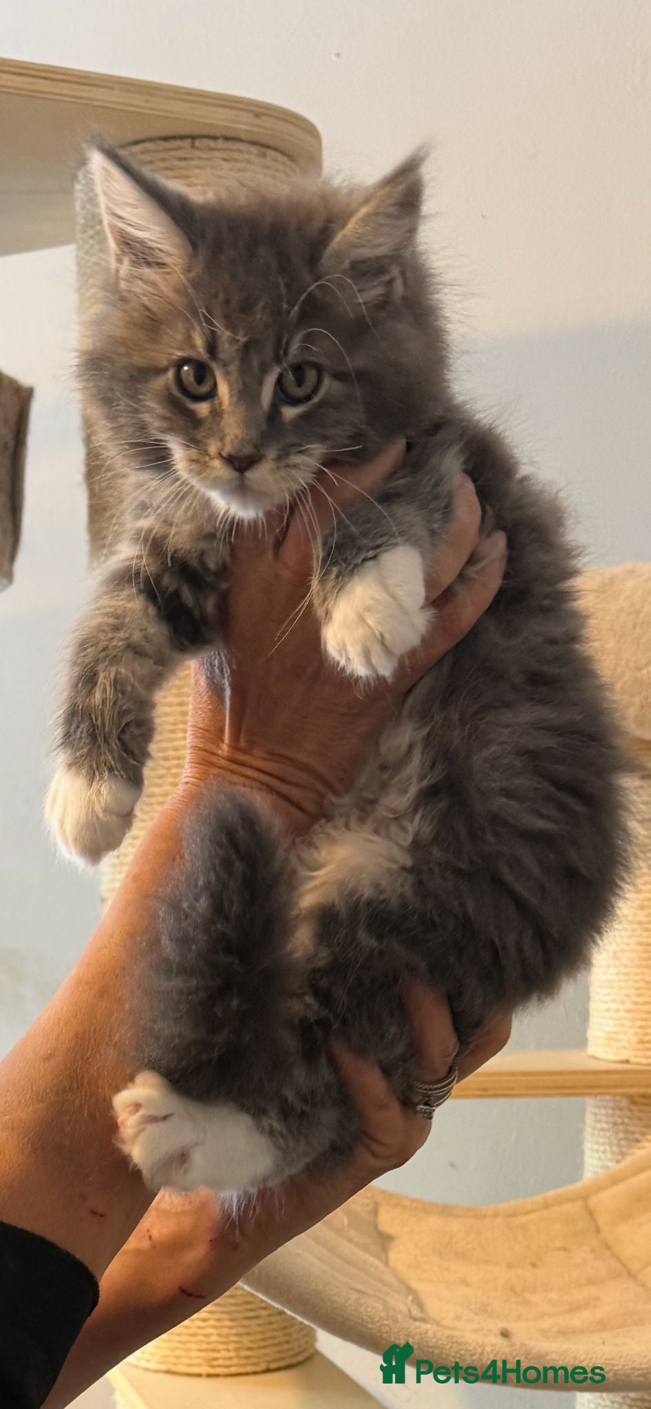 Maine Coon cats Outstanding xxl mainecoons kittens  - Advert 2