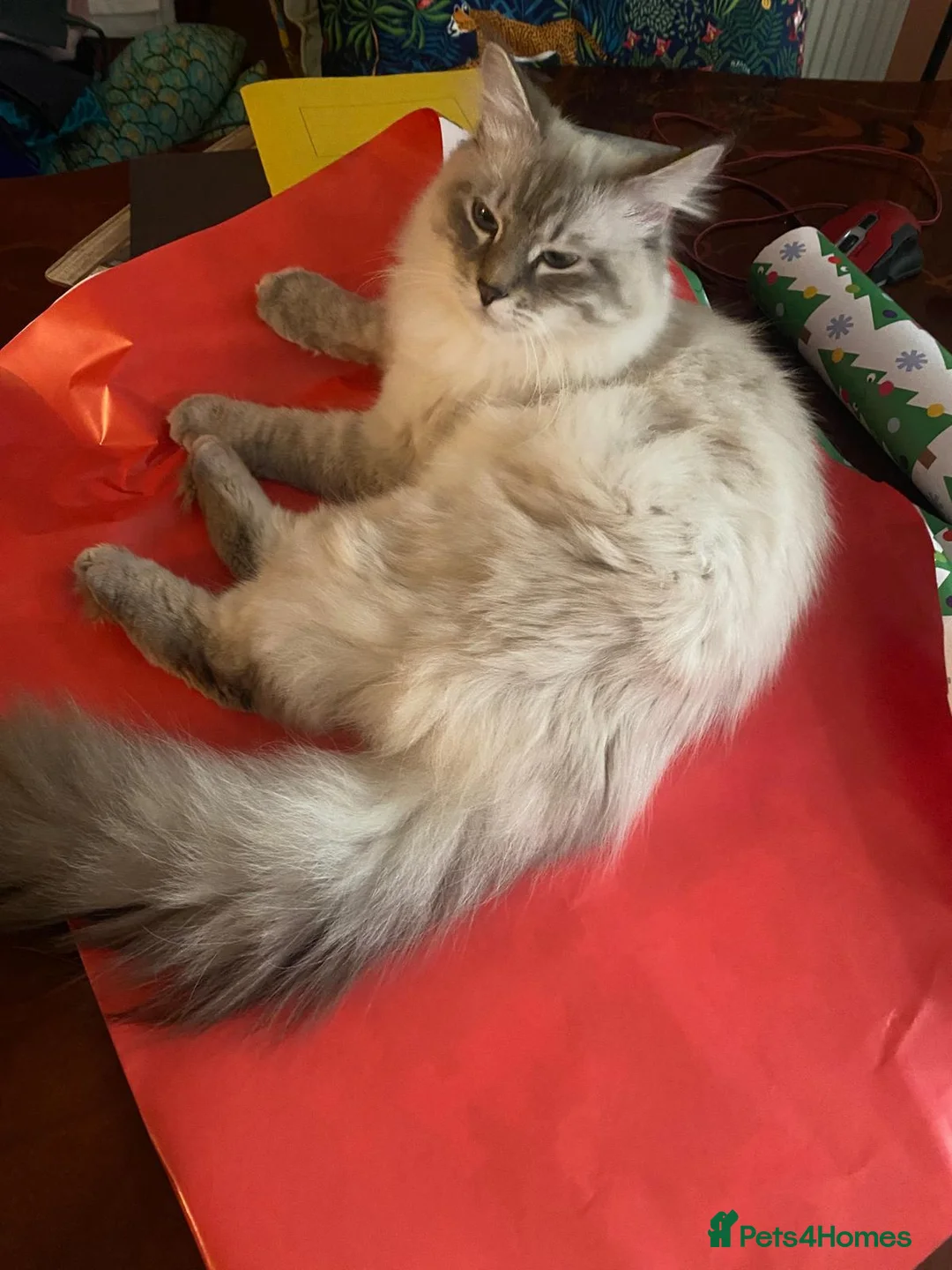 Neva Masquerade cats for stud: Pure Neva Masquerade for Stud - Advert 5