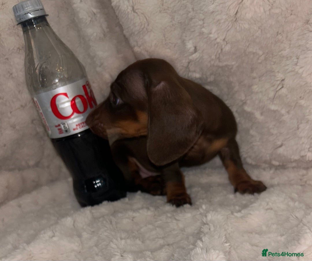 Miniature Dachshund dogs for sale:  ⭐️🐶Tiny tiny miniature dachshunds🐶⭐️ - Image 9