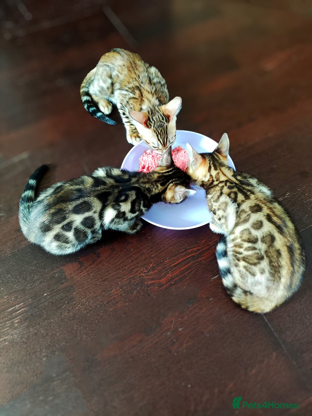 Bengal cats for sale: 🔥The Cutest Bengals in the UK? Come See 😺 🐾 - Image 16