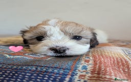 Cavachon dogs for sale: Cavachon Puppies - excellent example!  - Image 27