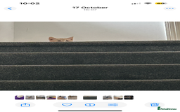 British Shorthair cats for sale: Golden British short hair kitten  - Image 9