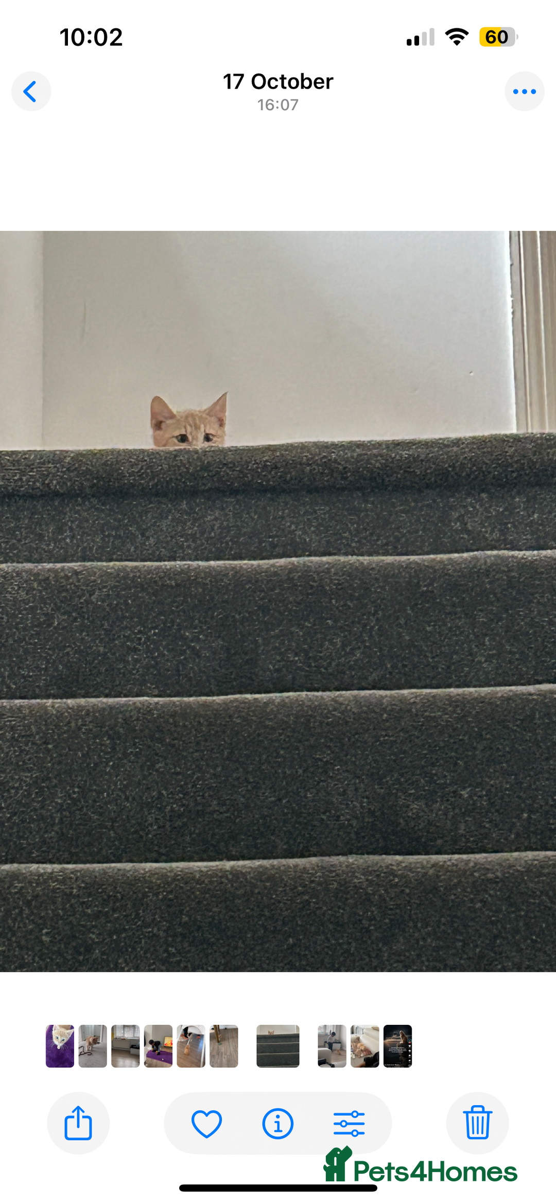 British Shorthair cats for sale: Golden British short hair kitten  - Image 9