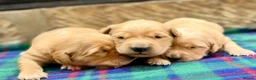 Golden Retriever dogs for sale: Gorgeous Golden Retrievers - Advert 5