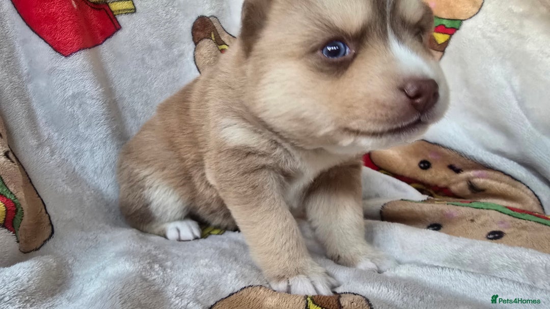 Pomsky dogs for sale: Pomsky Puppies for Sale - Advert 40