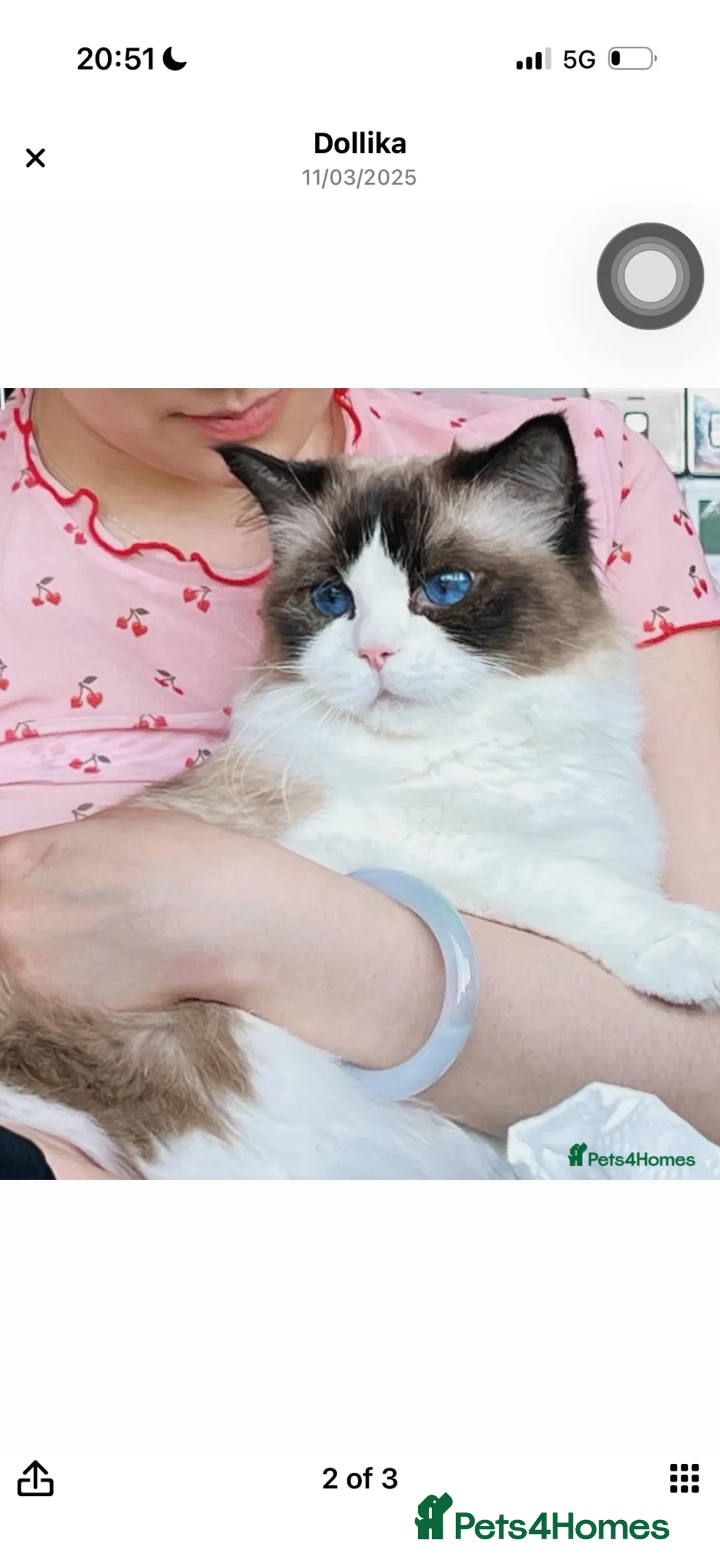 Ragdoll cats for sale: TICA Reg. Championship bloodline Ragdoll kitten - Advert 1