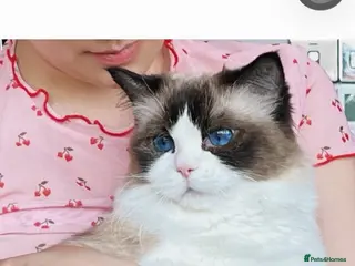 Ragdoll cats TICA Reg. Championship bloodline Ragdoll kitten - Advert 1