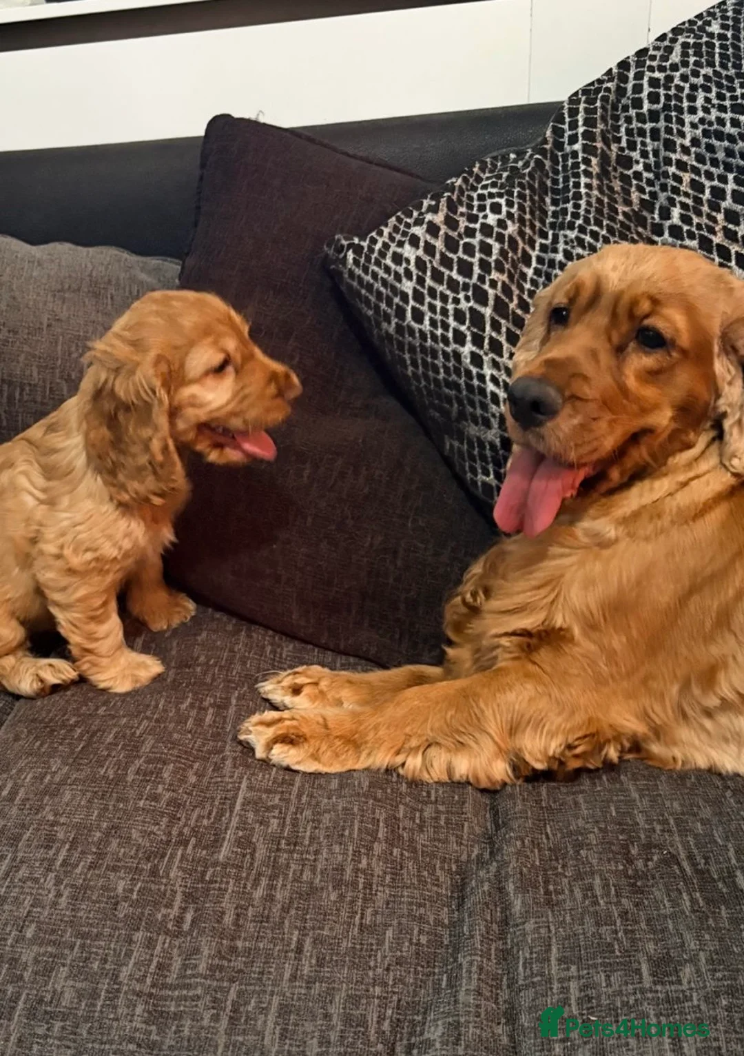 Cocker Spaniel dogs for sale: ORIGINAL SHOW TYPE COCKERS 🐾 - Advert 9