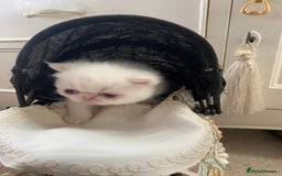 Exotic cats for sale: Outstanding exotic kittens  - Image 9