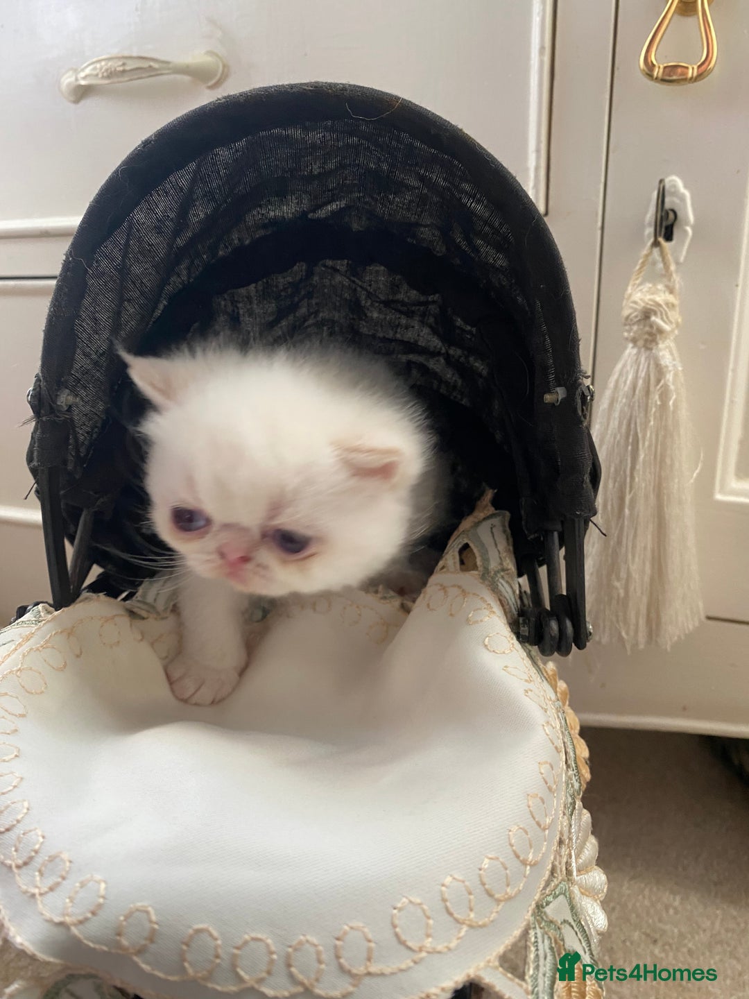 Exotic cats for sale: Outstanding exotic kittens  - Image 9