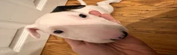 English Bull Terrier dogs for sale: English Bull Terrier Puppies  - Advert 4