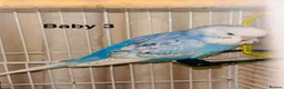 Budgerigars birds for sale: Rainbow English budgies - Advert 1
