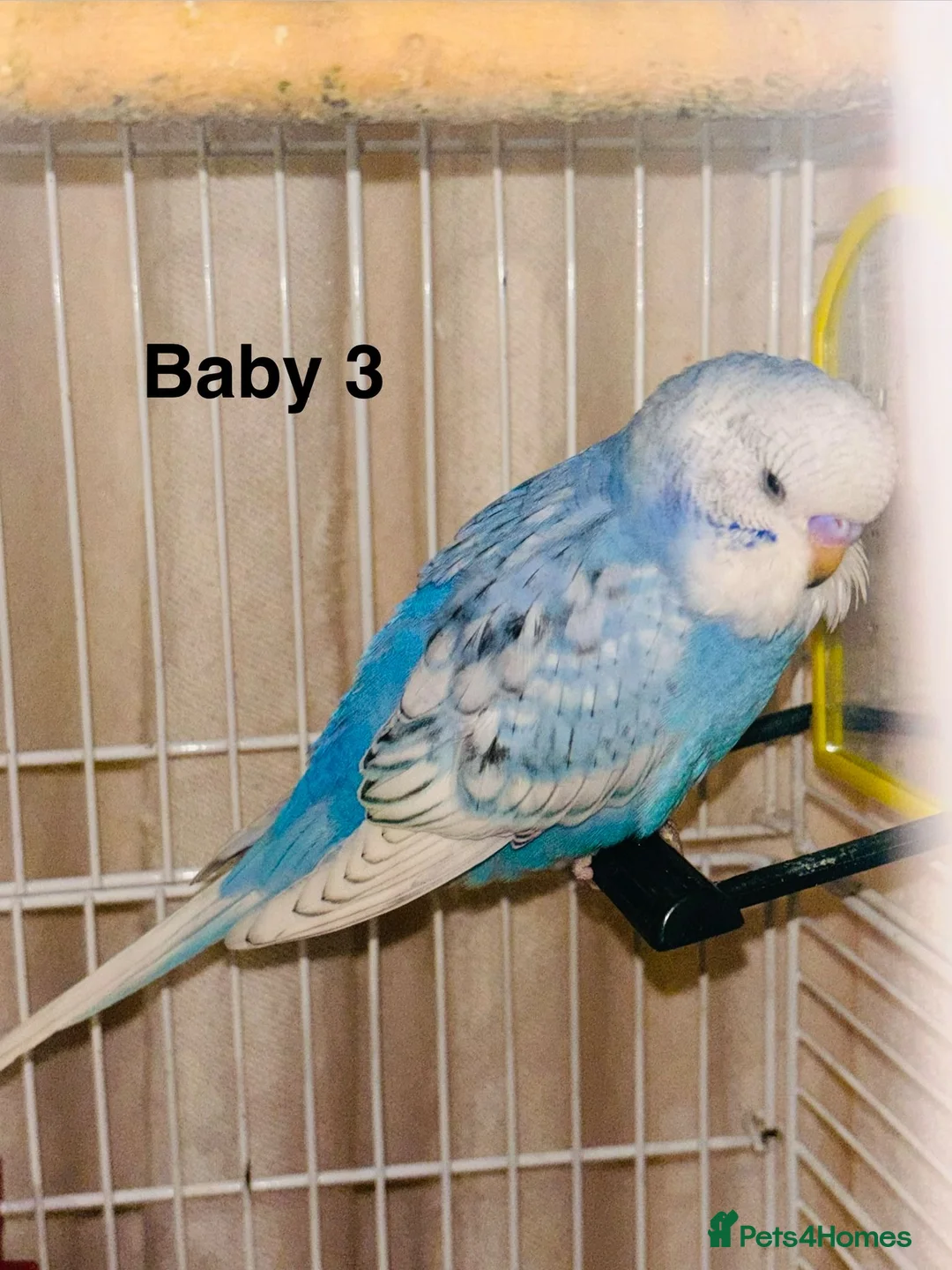 Budgerigars birds for sale: Rainbow English budgies - Advert 1
