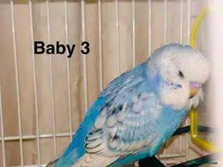 Budgerigars birds Rainbow English budgies - Advert 1