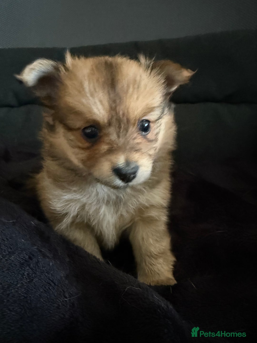 Pomeranian dogs for sale:  Adorable Pomeranian puppies  - Image 16