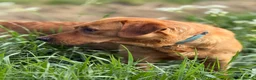 Labrador Retriever dogs for sale: K.C.Reg Superb Labrador Puppies - Advert 5